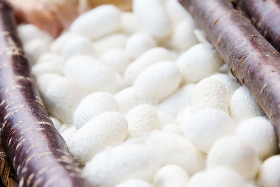 Silkworm cocoons